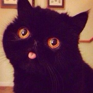 Meet your Posher, Cassandra